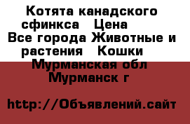 Котята канадского сфинкса › Цена ­ 15 - Все города Животные и растения » Кошки   . Мурманская обл.,Мурманск г.